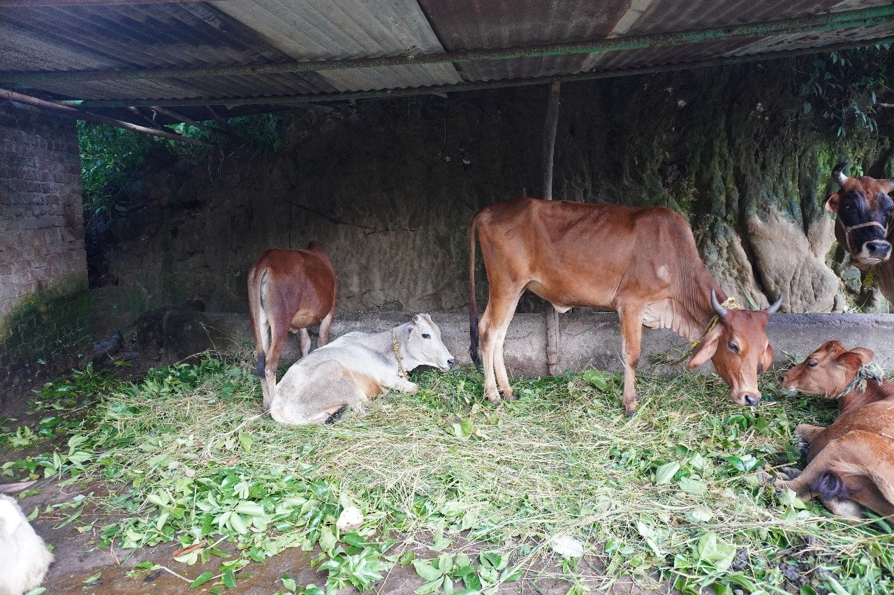 Sacred Papmochani Ekadashi Gau Seva for Healing Gaumata