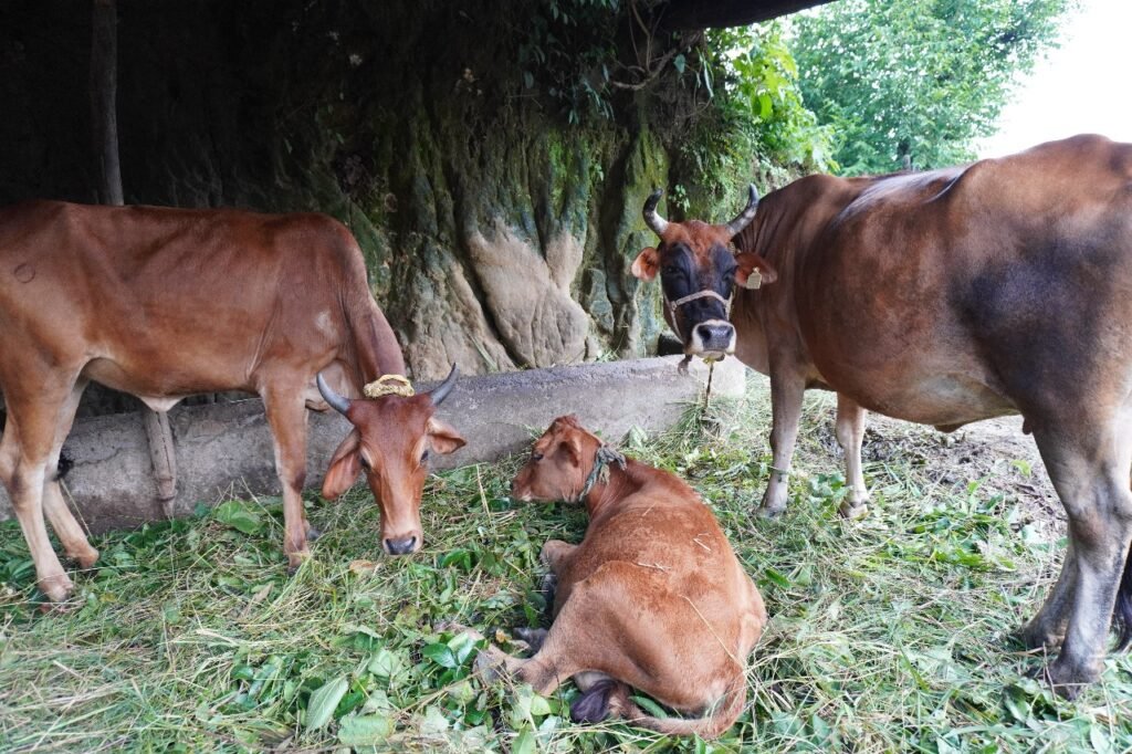 Kind Karma Foundation – Gau Seva