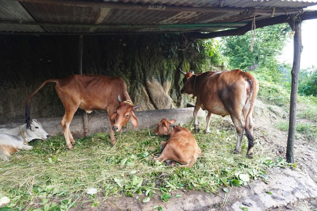 Protecting Cows, Empowering Villages: Uttarakhand’s Gaurakshak Movement