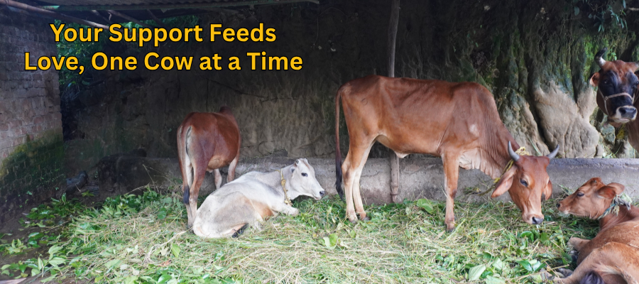 Helping Holy Cows Protecting and Feeding Cows Through Donations