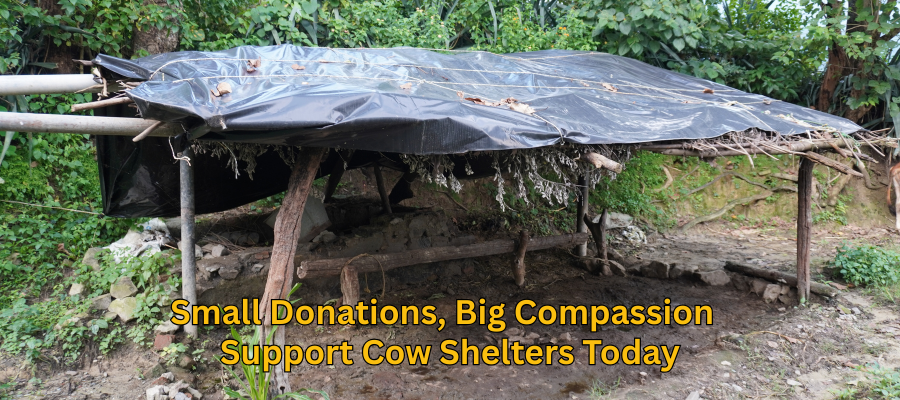 Helping Holy Cows Protecting and Feeding Cows Through Donations