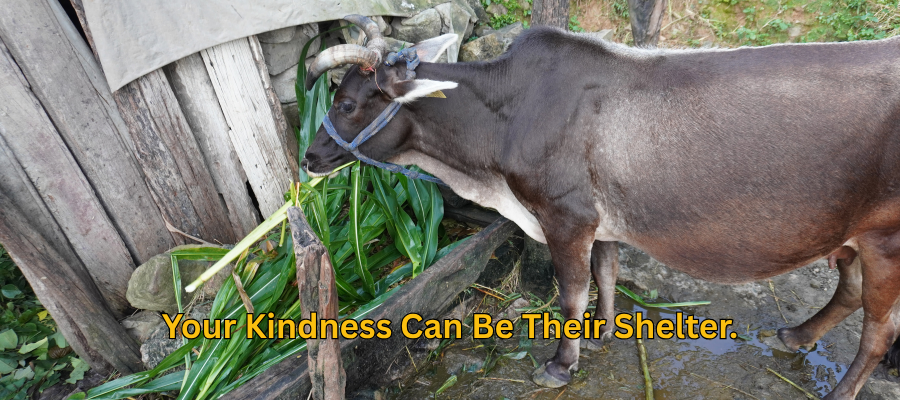 Helping Holy Cows Protecting and Feeding Cows Through Donations