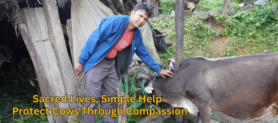 Helping Holy Cows Protecting and Feeding Cows Through Donations