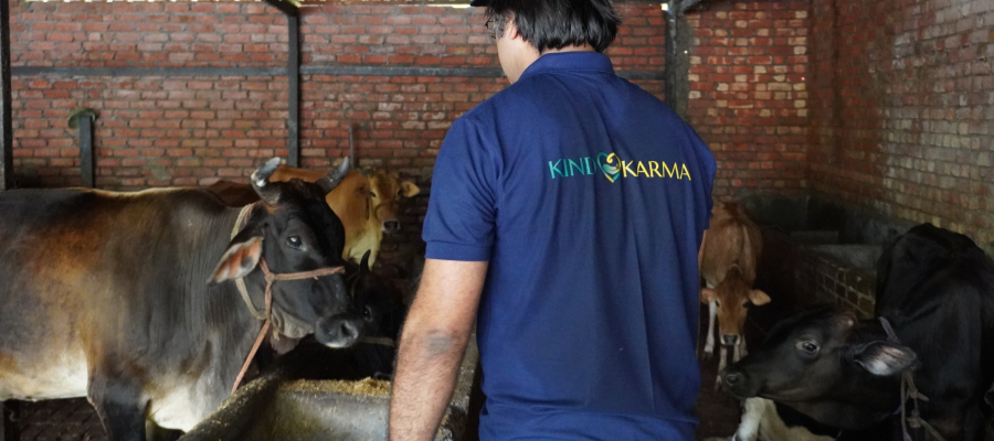 Cow Protection on Ekadashi Small Donation, Big Blessing