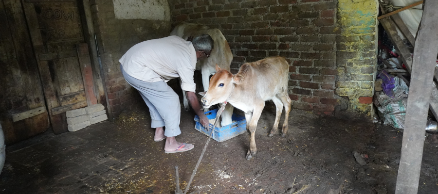 Cow Protection on Ekadashi Small Donation, Big Blessing
