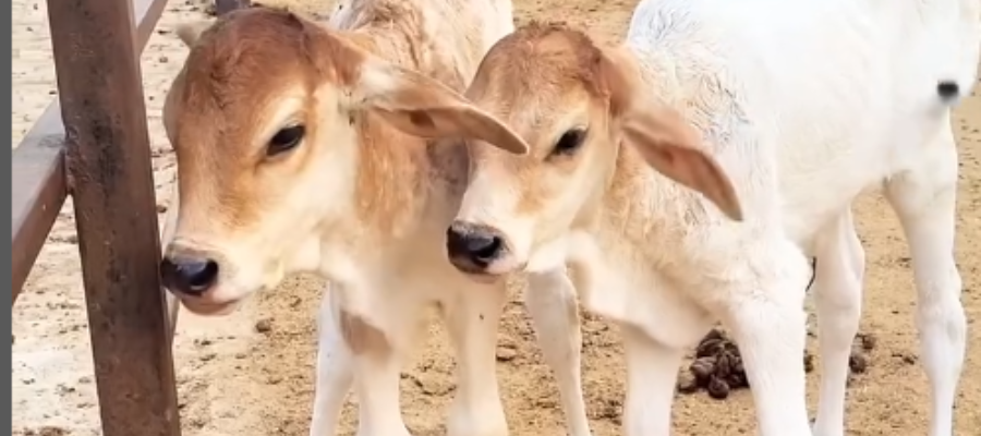 Cow Protection on Ekadashi Small Donation, Big Blessing