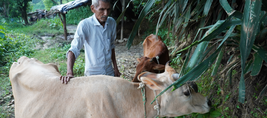 Cow Protection on Ekadashi Small Donation, Big Blessing