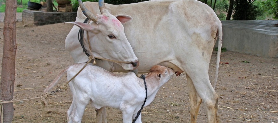 Donate ₹200 for Animal Welfare