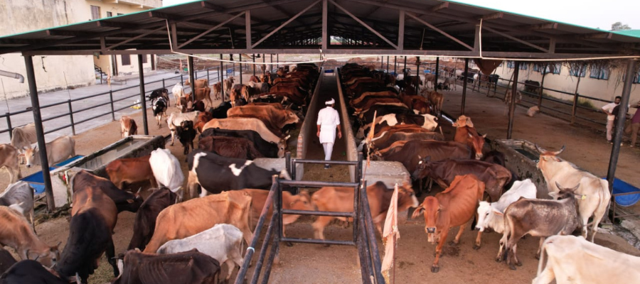 Cow Protection on Ekadashi Small Donation, Big Blessing