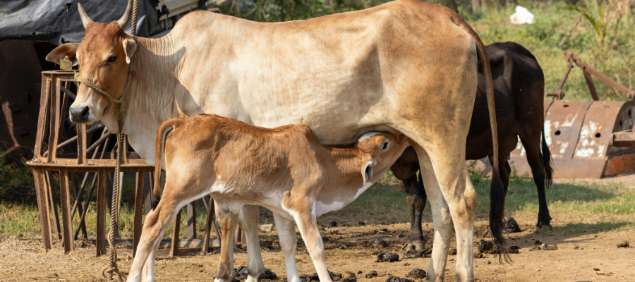 Cow Protection on Ekadashi Small Donation, Big Blessing