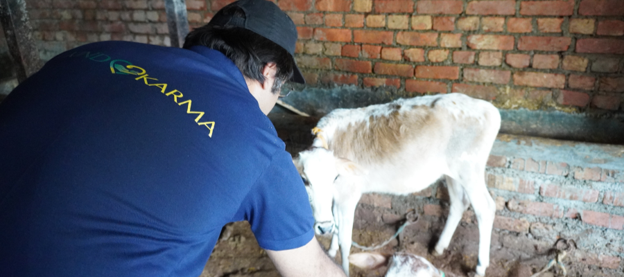 Gau Seva Every Saturday