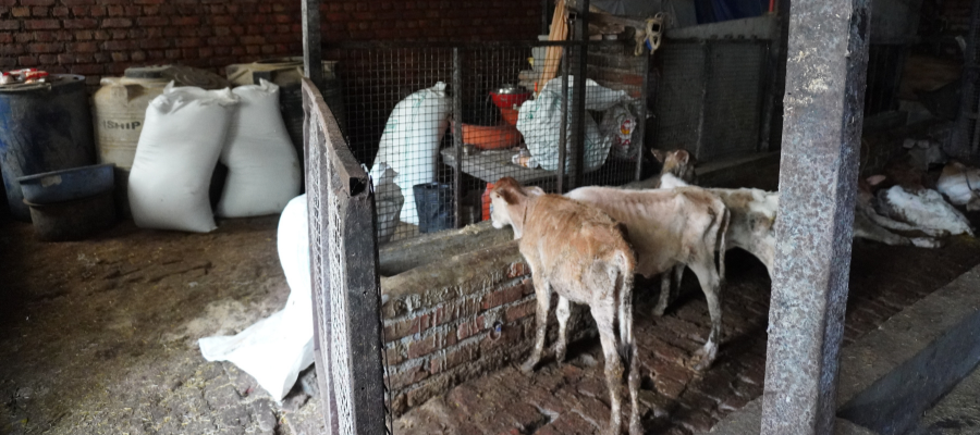 Gau Seva Every Saturday