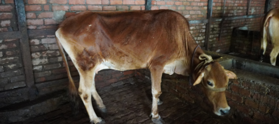 Gau Seva Every Saturday