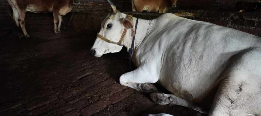 Gau Seva Every Saturday