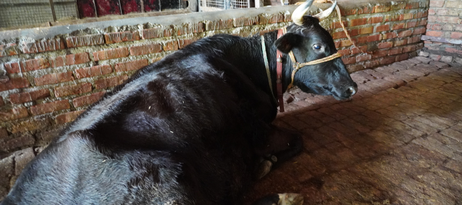 Gau Seva This Friday