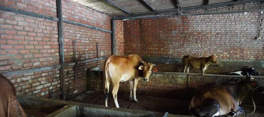 Gau Seva This Friday