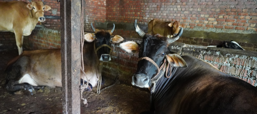 Gau Seva This Friday