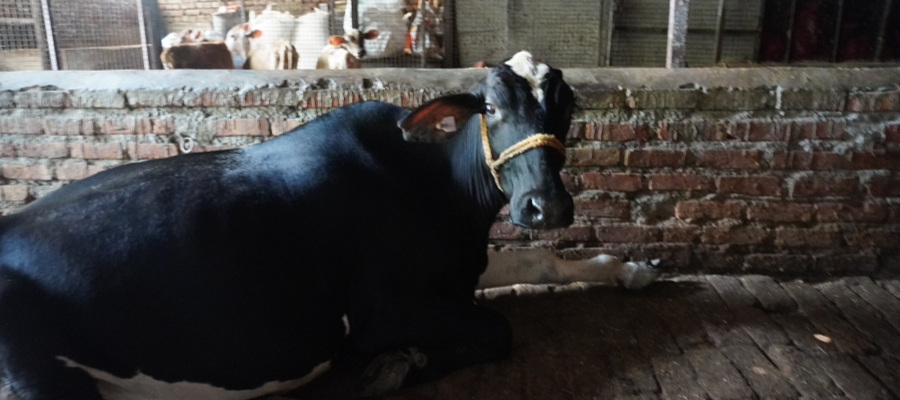 Gau Seva This Friday