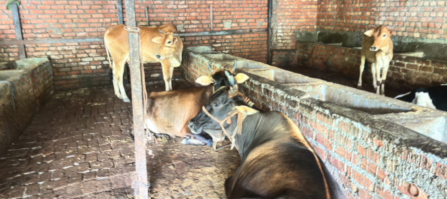 Donate ₹200 for Animal Welfare