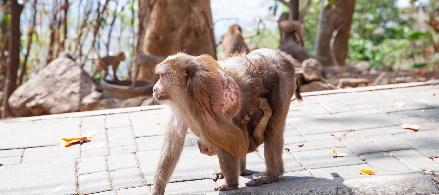 Donate ₹200 for Animal Welfare