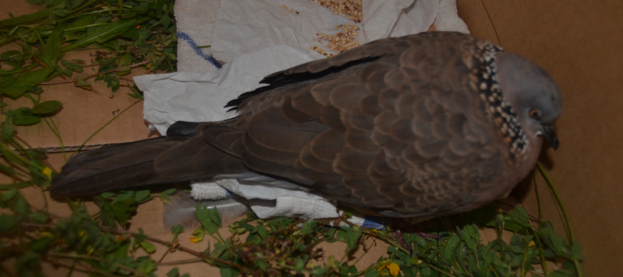 Donate ₹200 for Animal Welfare