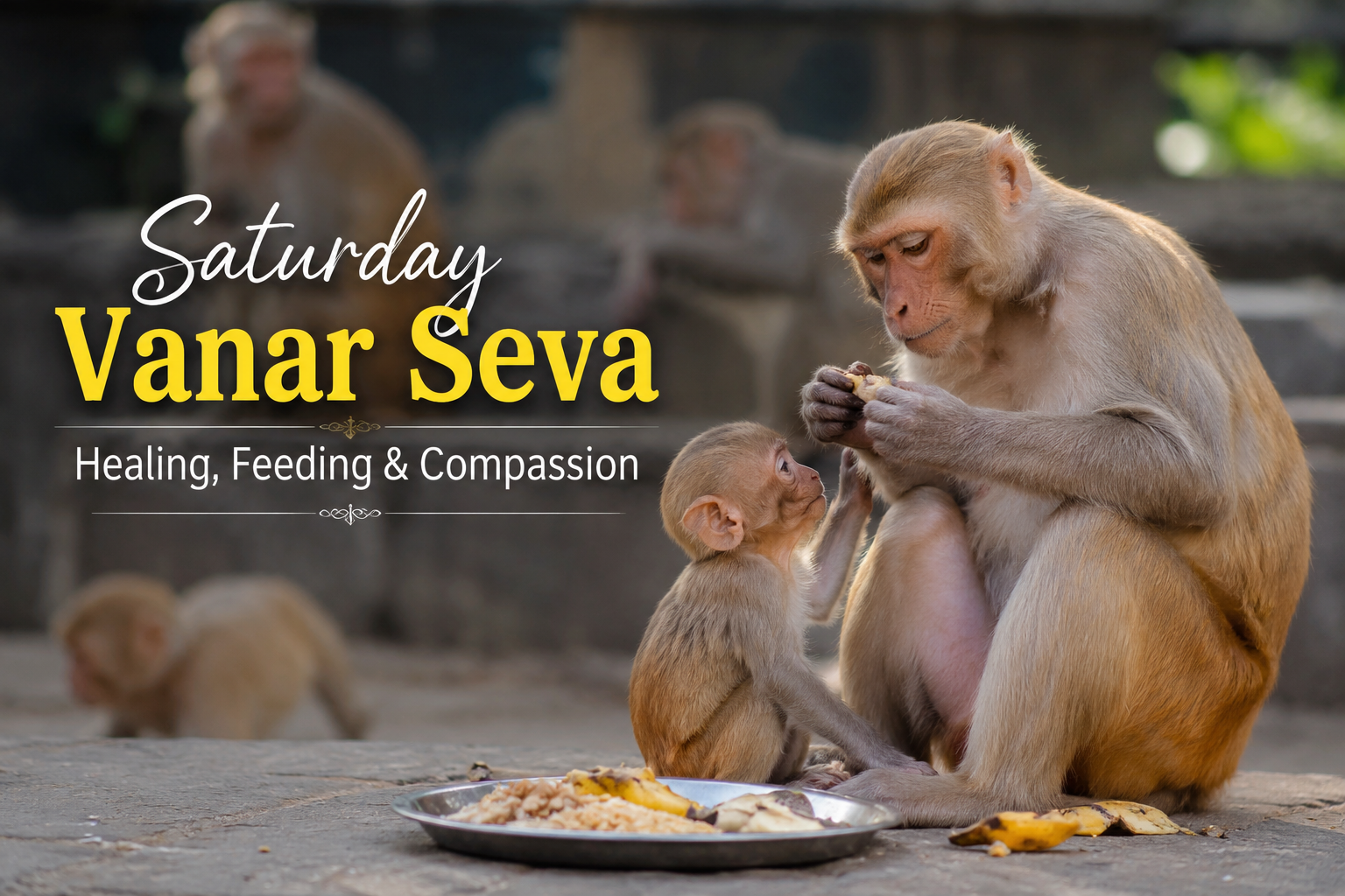 Saturday Vanar Seva – Healing, Feeding and Compassion