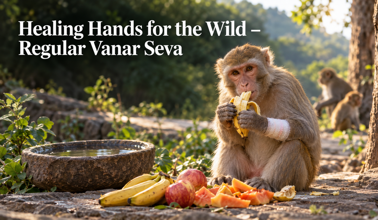 Healing Hands for the Wild – Regular Vanar Seva