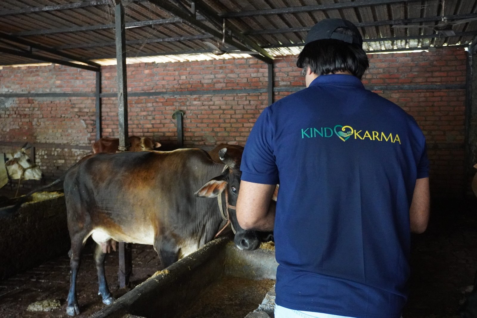 Be a Lifeline for Injured Gau Mata