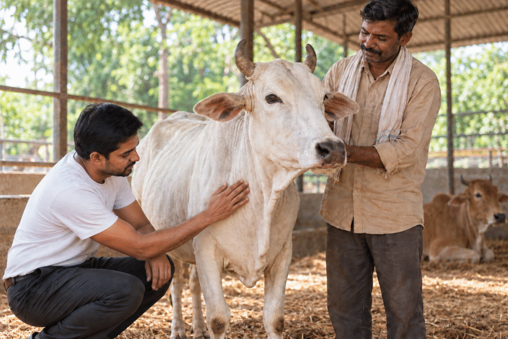 Why Abandoned Cows Need More Than Food